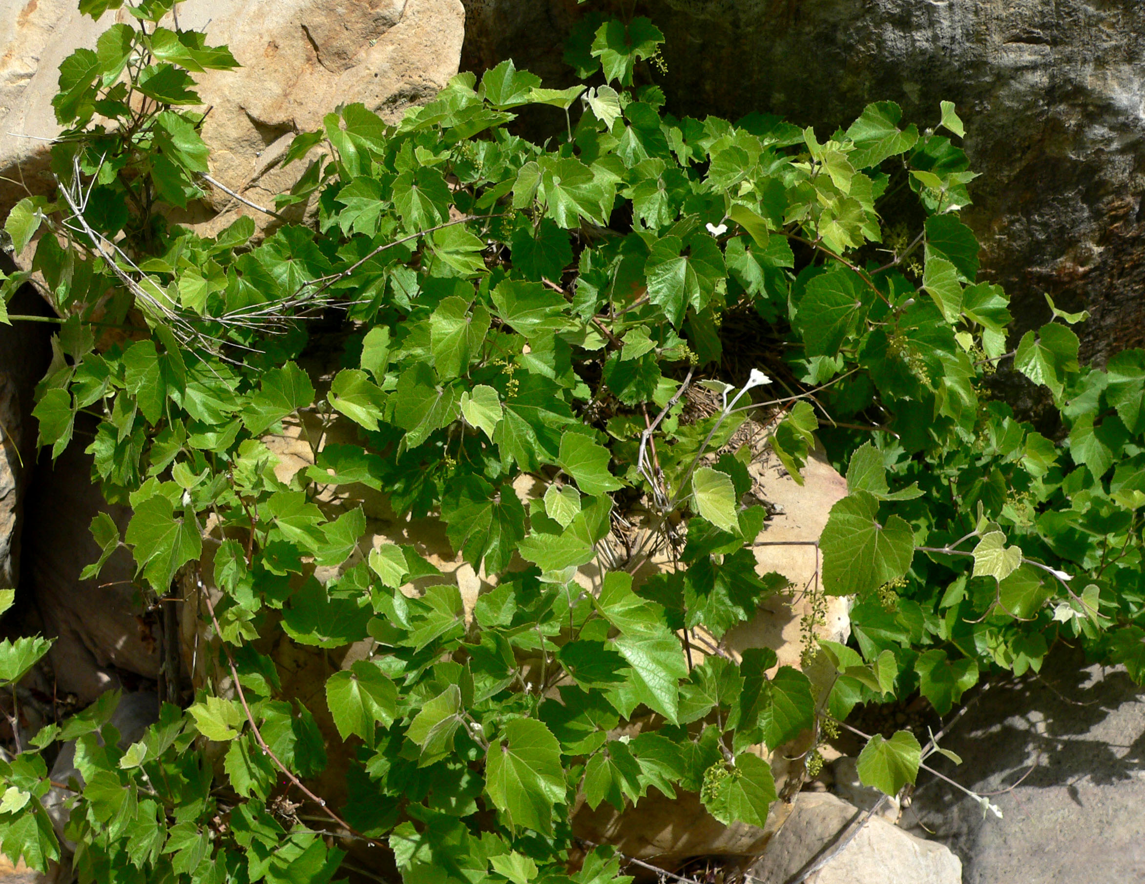 Canyon Wild Grape (Vitis arizonica) leaves and developing fruit clusters showing lobed leaf shape and purple grape clusters