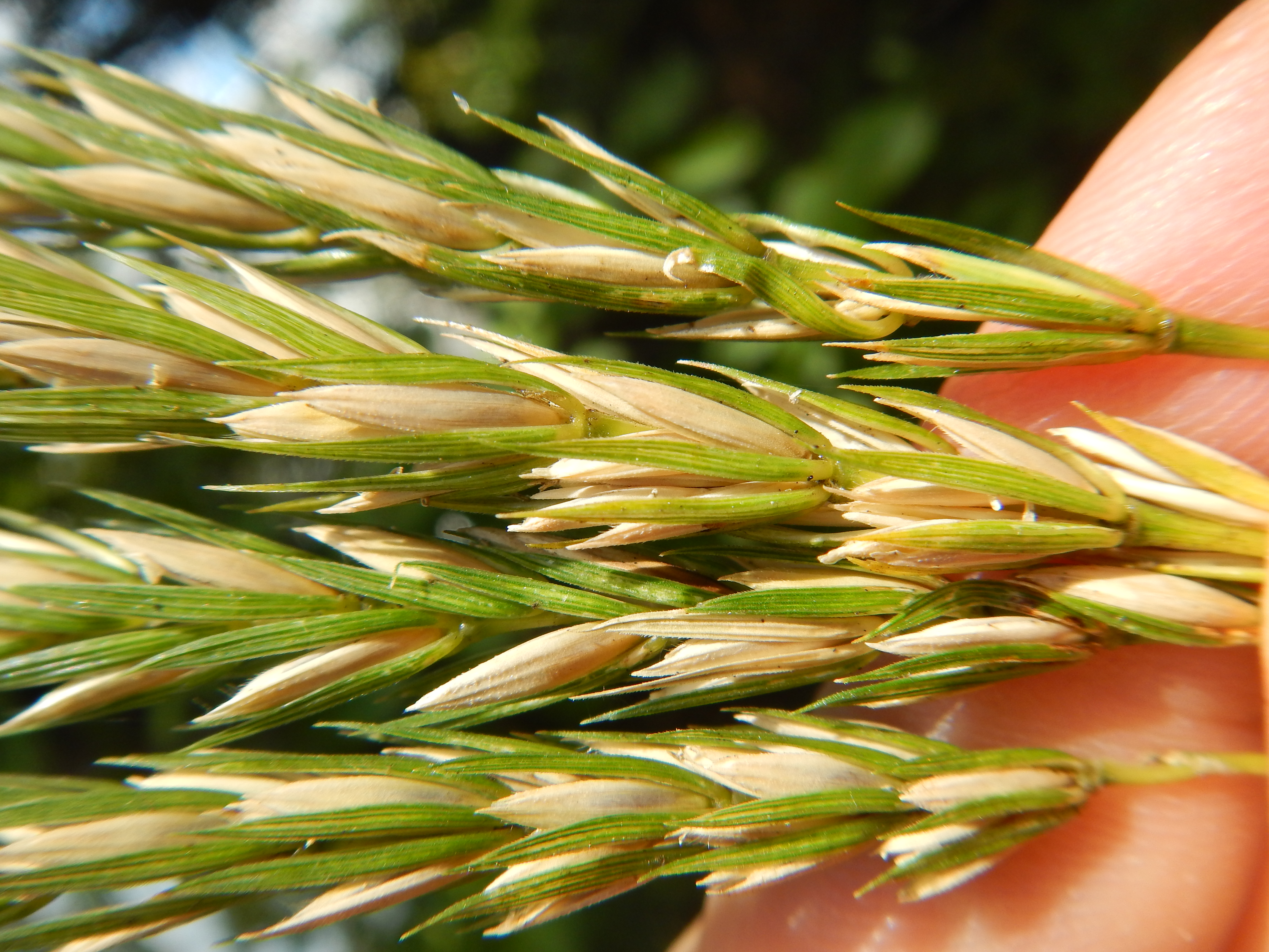 Virginia Wild Rye (Elymus virginicus) showing characteristic stiff, erect seed spikes and clumping habit