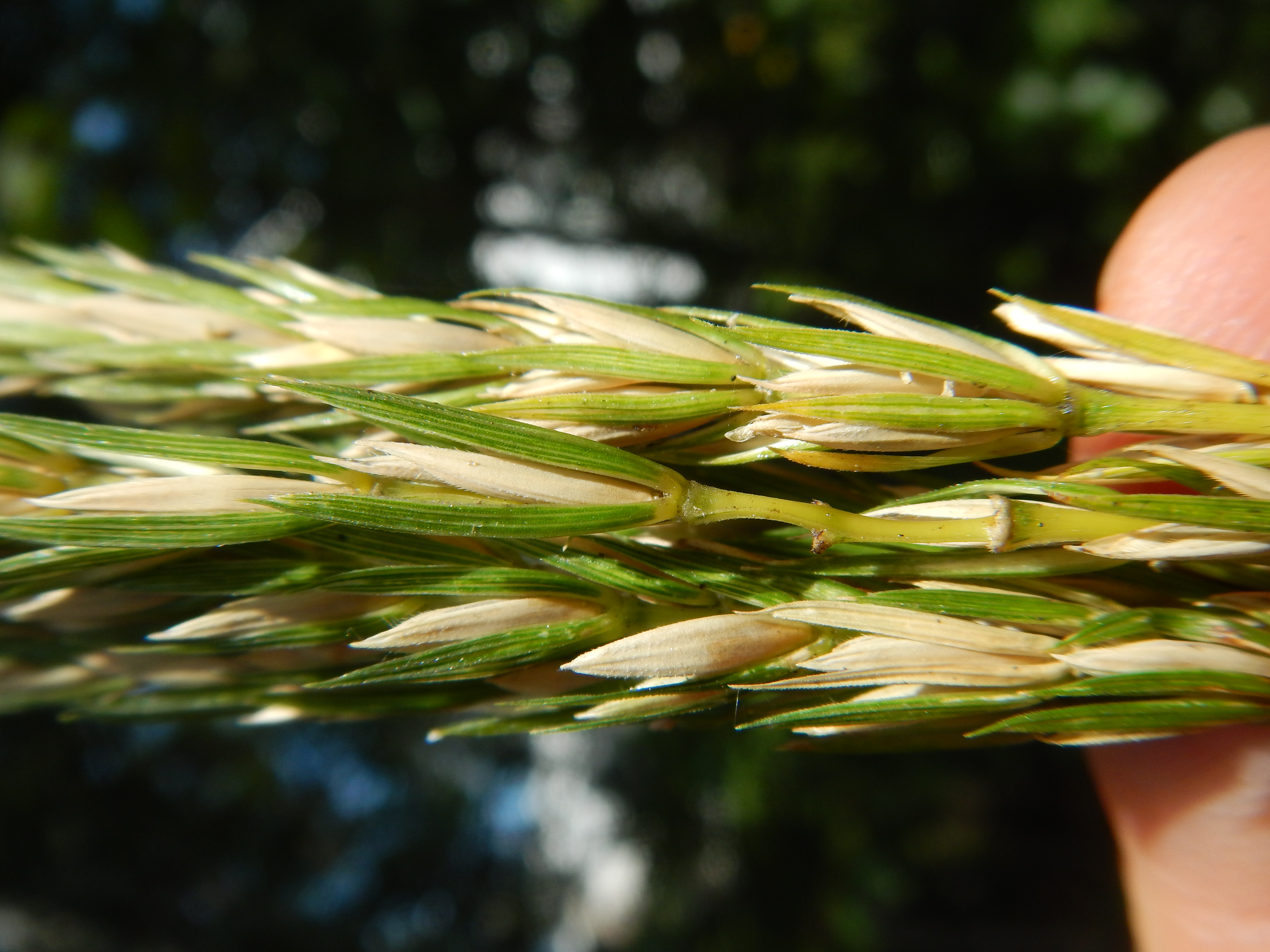 Virginia Wild Rye (Elymus virginicus) close-up of stiff erect seed spikes with characteristic awns