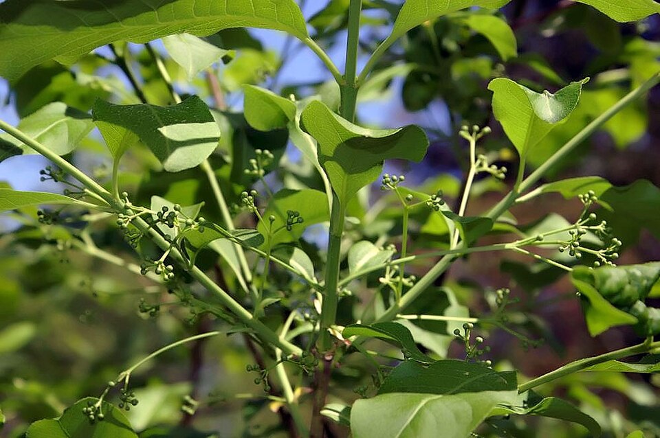 Wahoo (Euonymus atropurpureus) showing characteristic opposite leaves and dark purple-red stem coloration