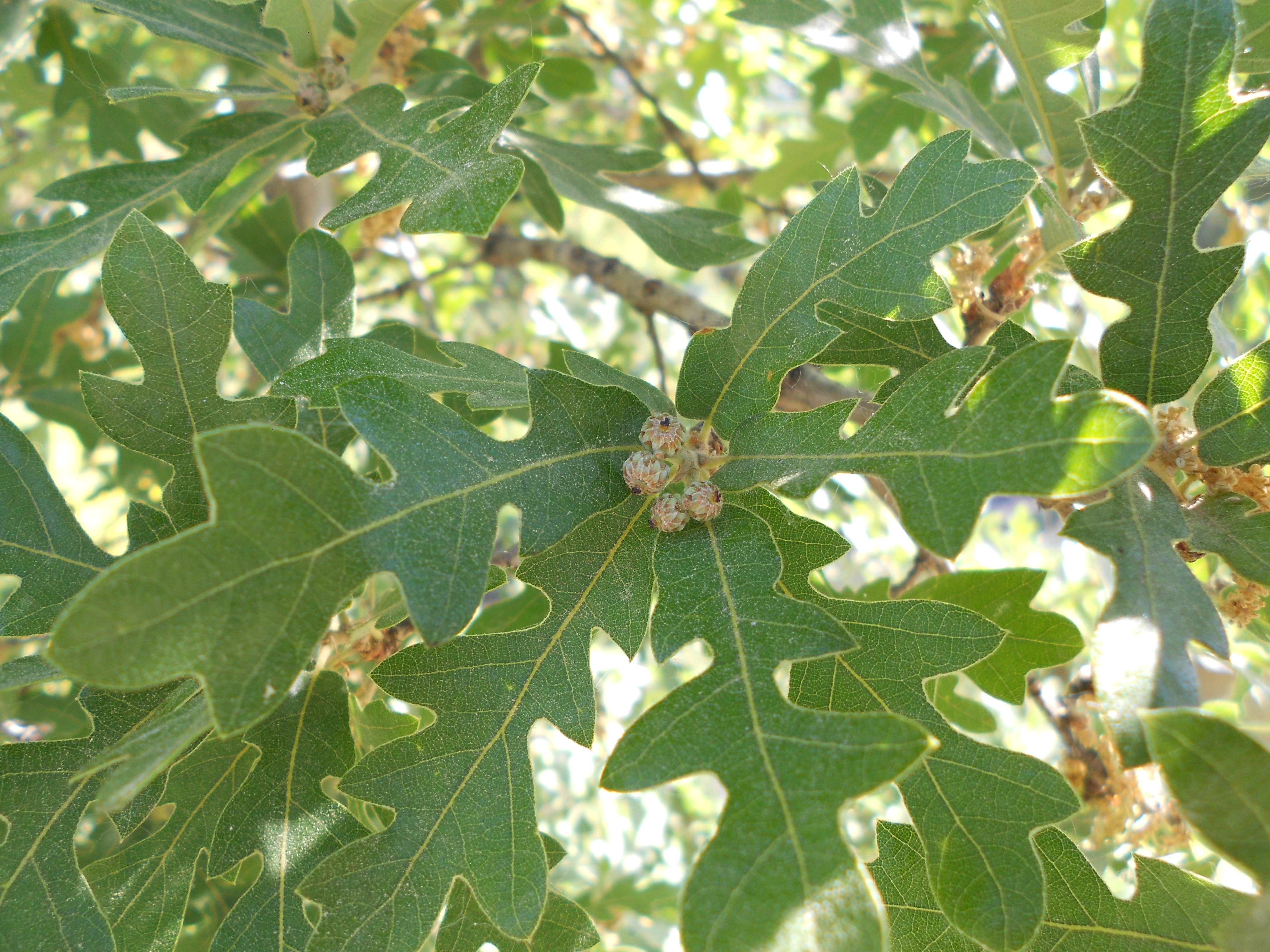 Wavyleaf Oak (Quercus undulata) - PlantNative.org Wavyleaf Oak (Quercus undulata) showing characteristic small, wavy-margined evergreen leaves on a compact shrub in a desert landscape