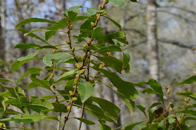 Wax Myrtle (Myrica cerifera) - PlantNative.org Wax Myrtle (Myrica cerifera) shrub showing aromatic evergreen foliage