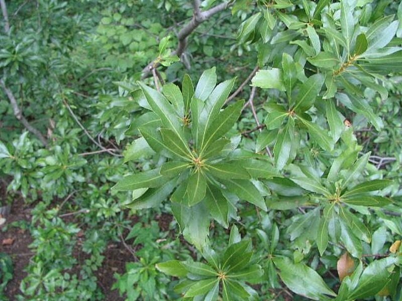 Wax Myrtle (Myrica cerifera) - PlantNative.org Wax Myrtle (Myrica cerifera) foliage and blue-gray berry clusters