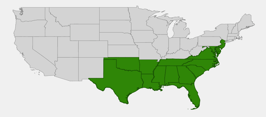 Native range map of Wax Myrtle (Myrica cerifera) showing southeastern US coastal distribution