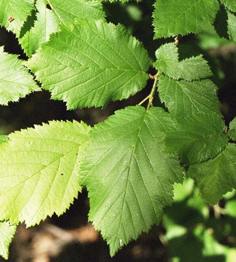 Western Hazelnut (Corylus cornuta var. californica) - PlantNative.org Western Hazelnut (Corylus cornuta var. californica) showing distinctive leaves and nuts with beaked husks