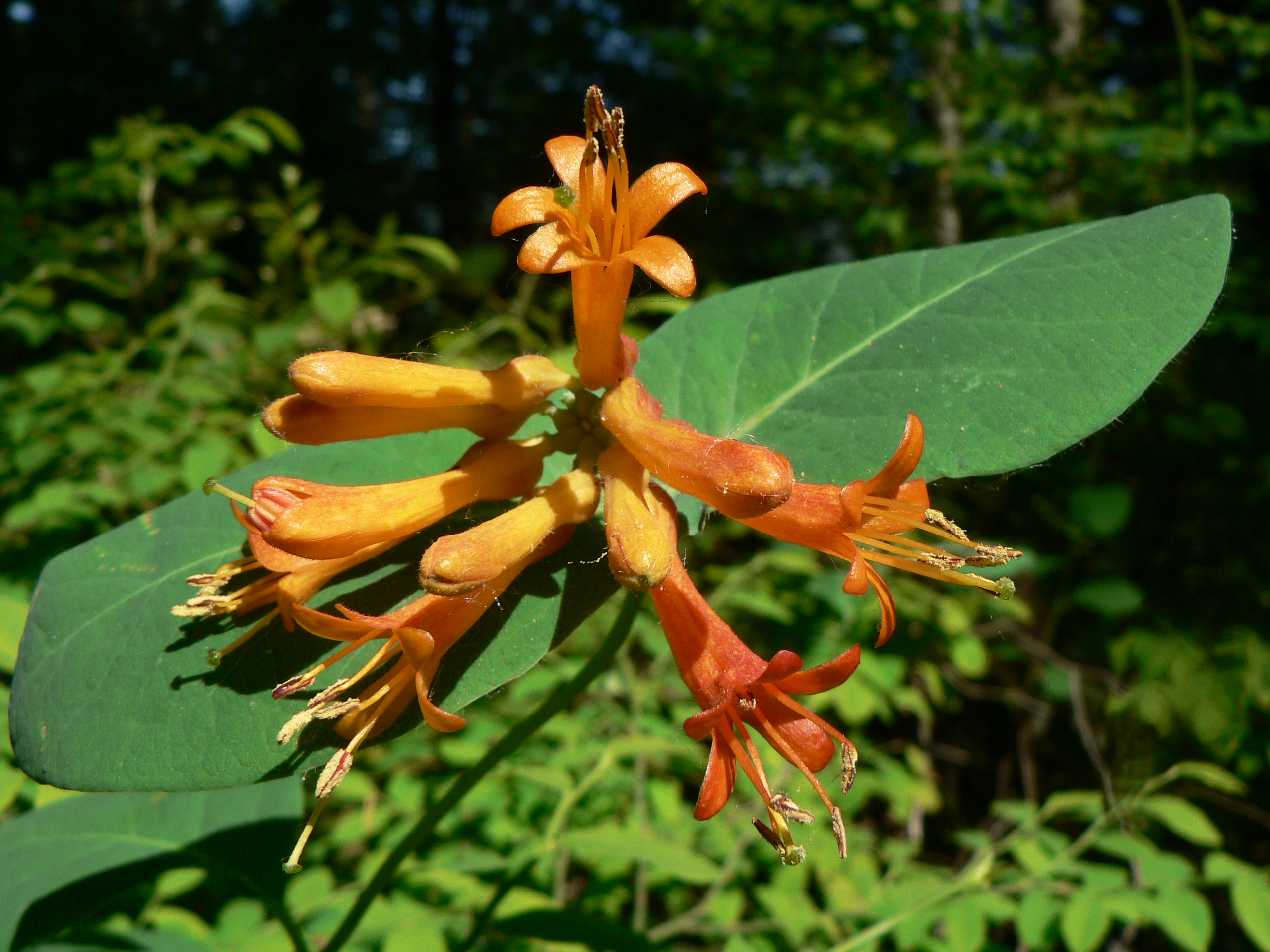 Western Honeysuckle (Lonicera ciliosa) with orange trumpet-shaped flowers and oval leaves