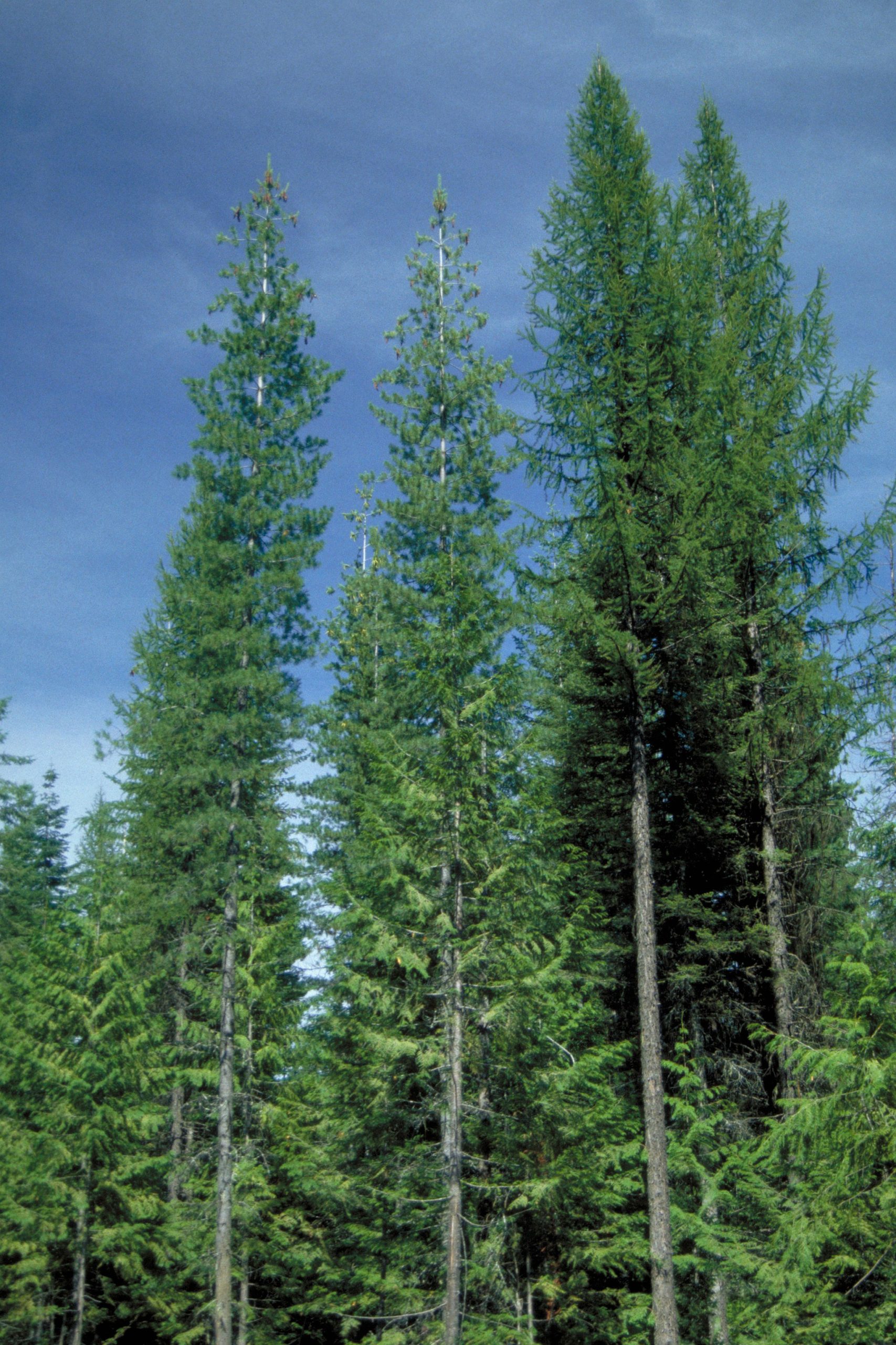 Western Larch (Larix occidentalis)