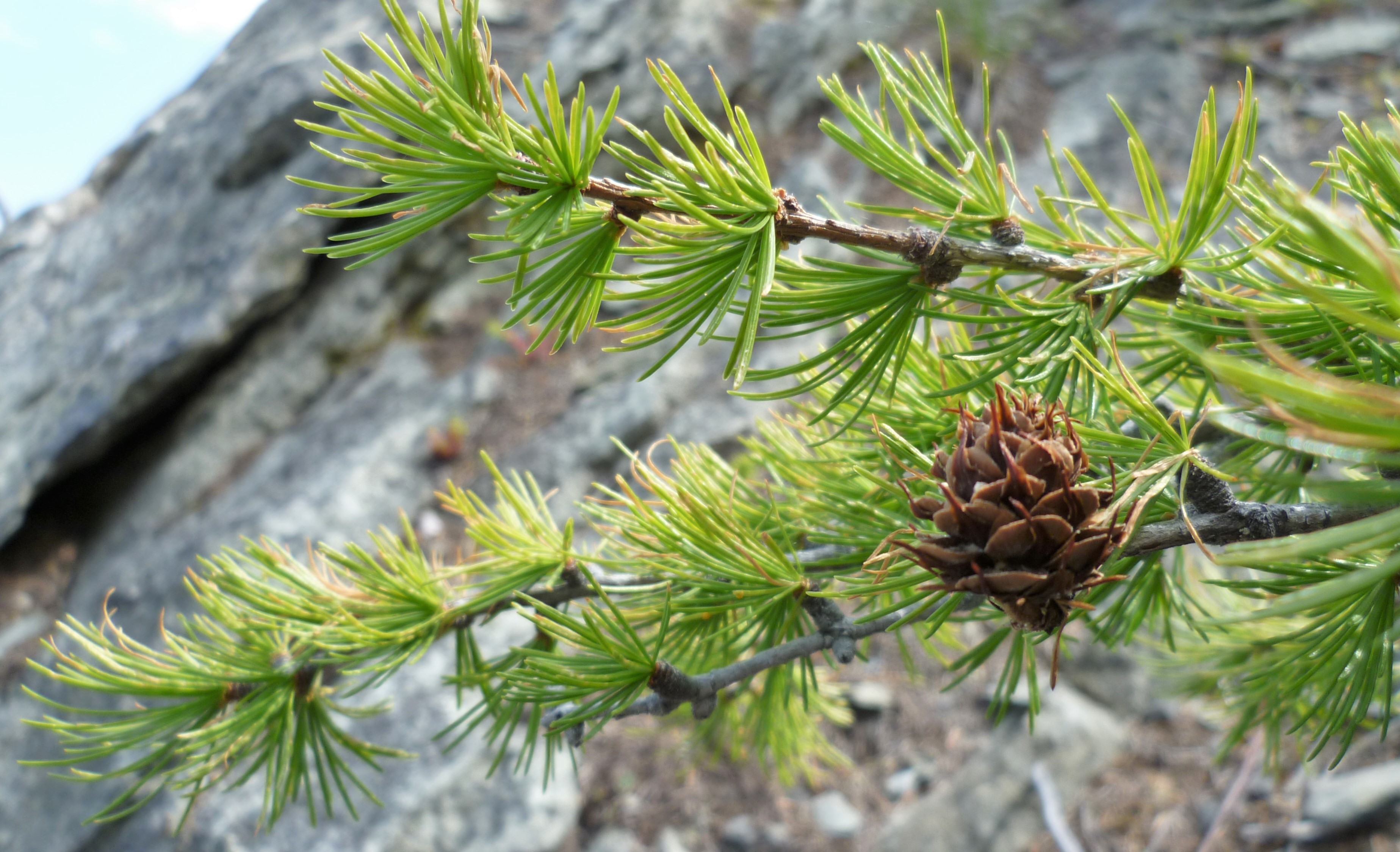 Western Larch (Larix occidentalis) - PlantNative.org Western Larch (Larix occidentalis) cone showing distinctive long protruding bracts