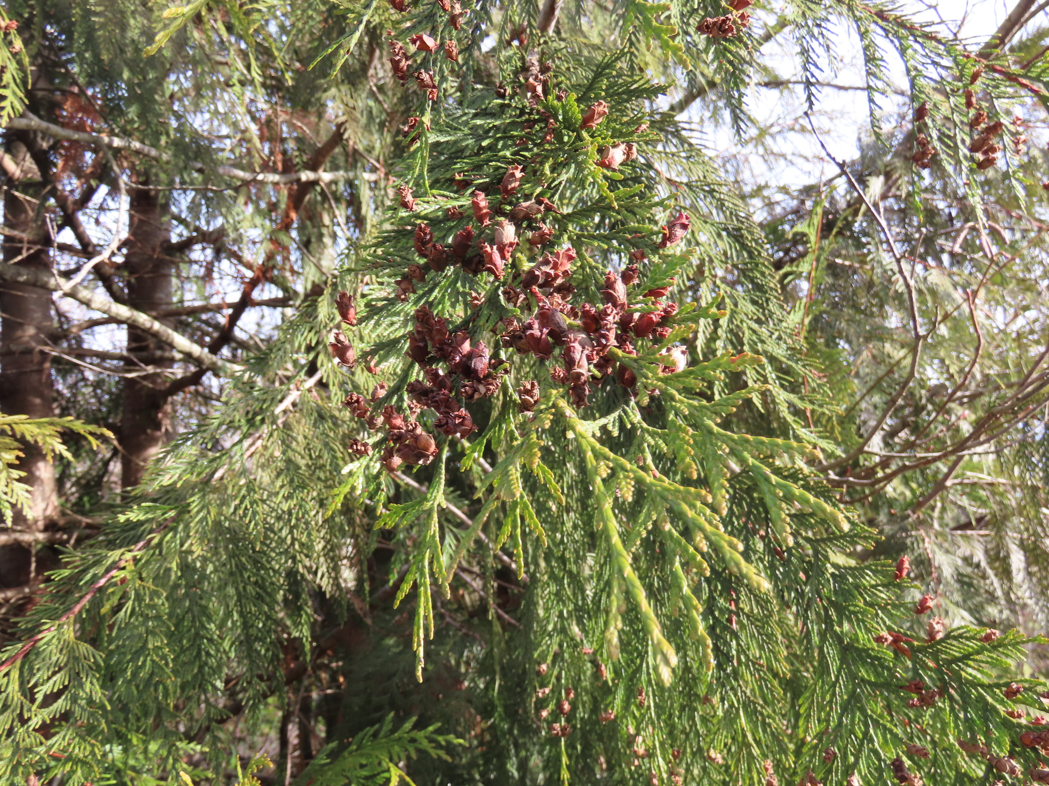 Western Redcedar (Thuja plicata) showing massive buttressed trunk