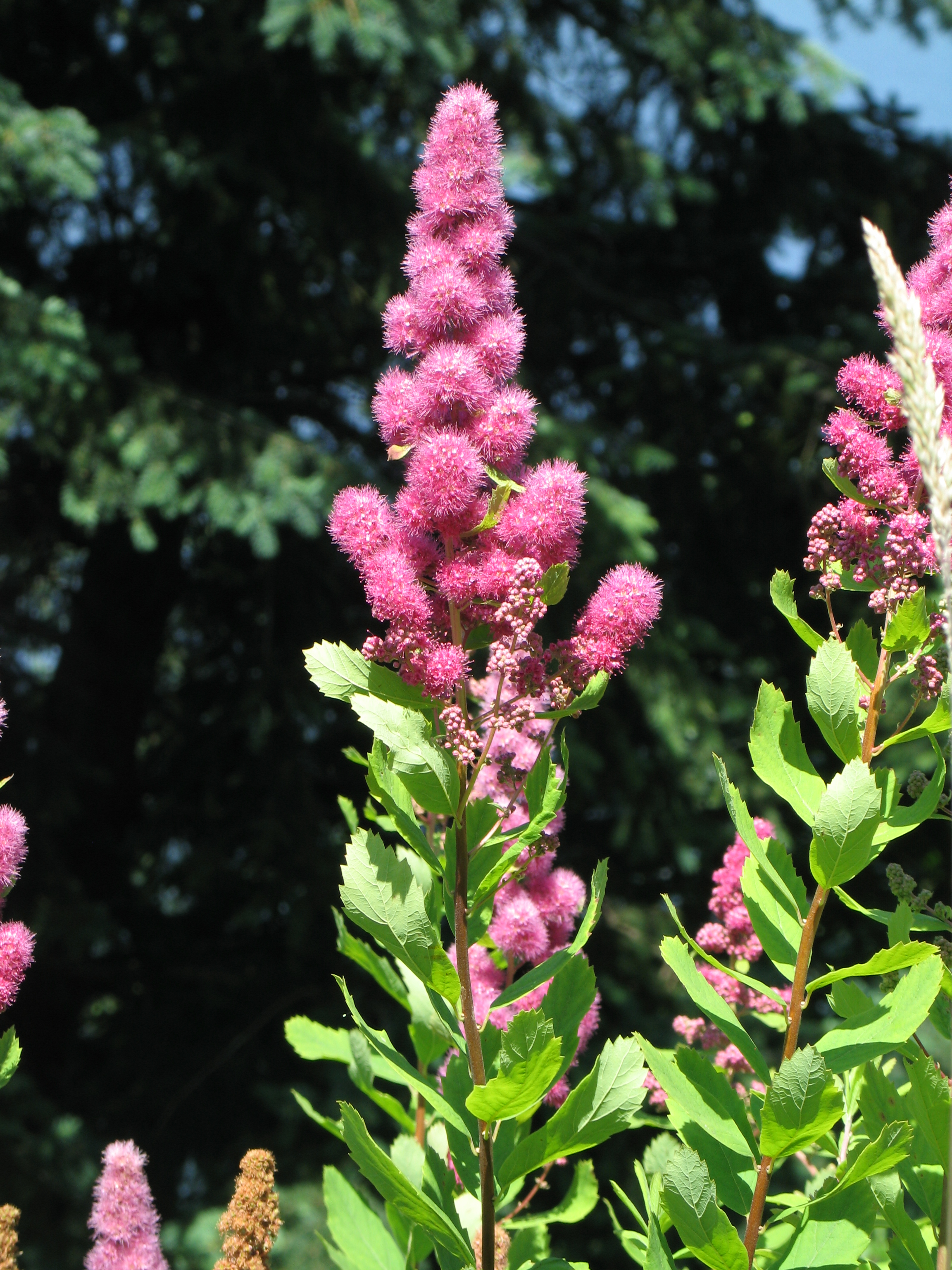 Western Spirea (Spiraea douglasii) showing dense clusters of deep pink flowers