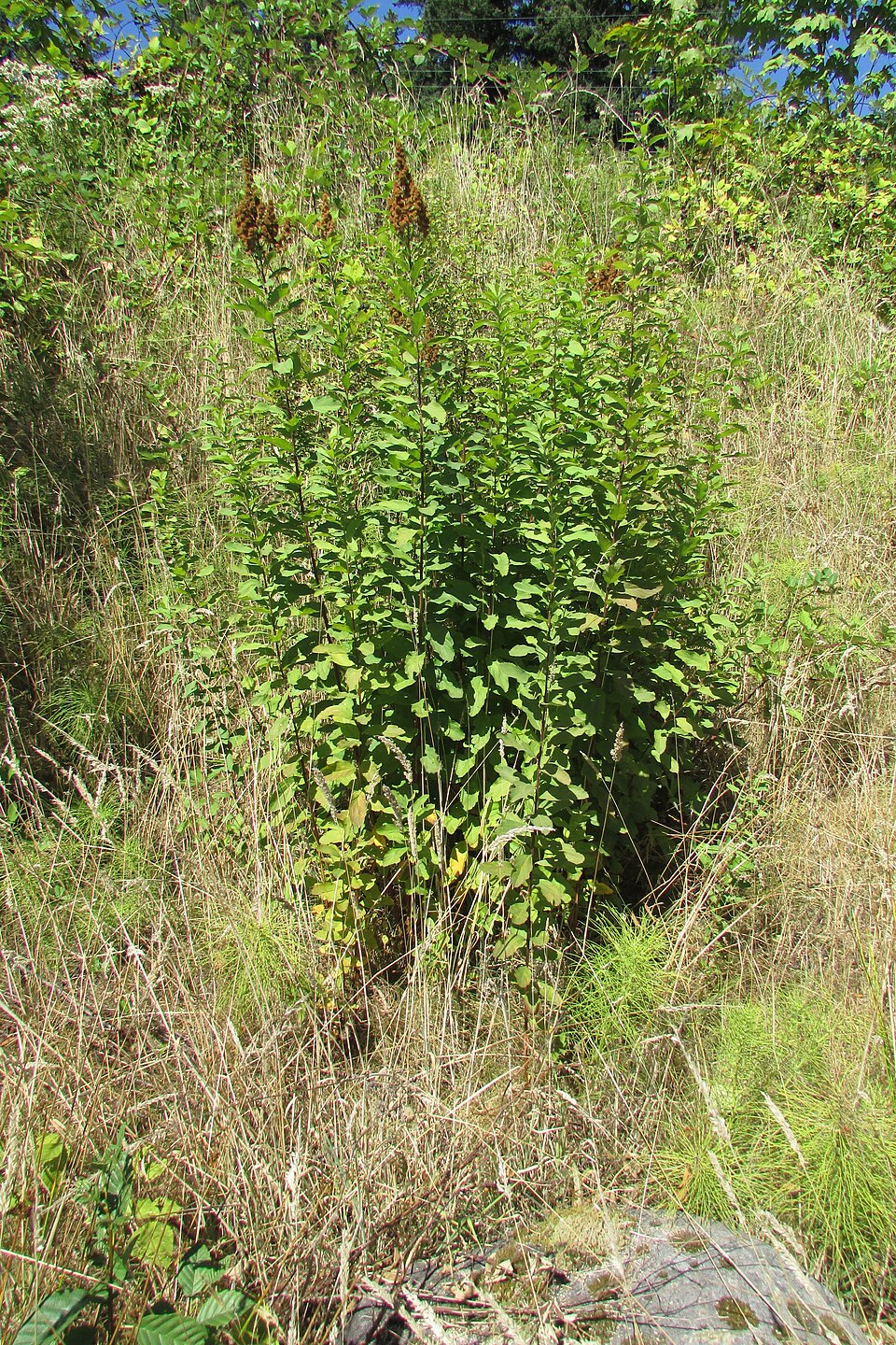 Western Spirea growing in natural wetland habitat