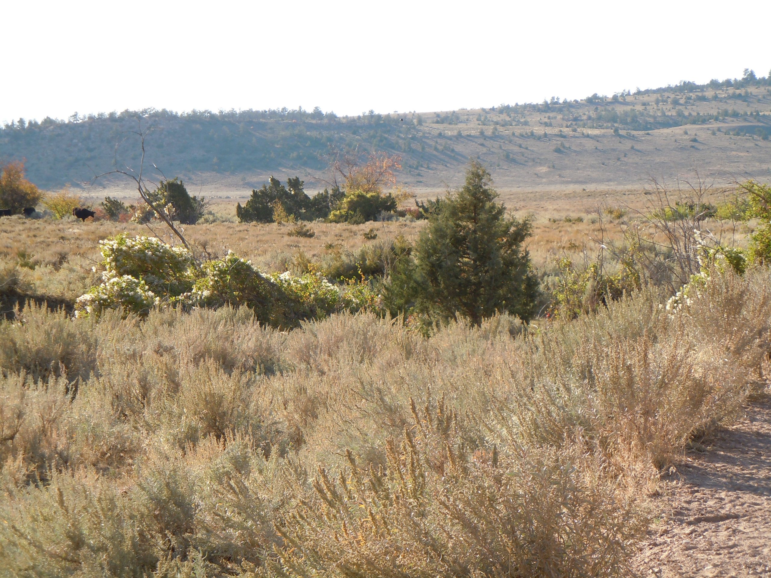 Western White Clematis (Clematis ligusticifolia)