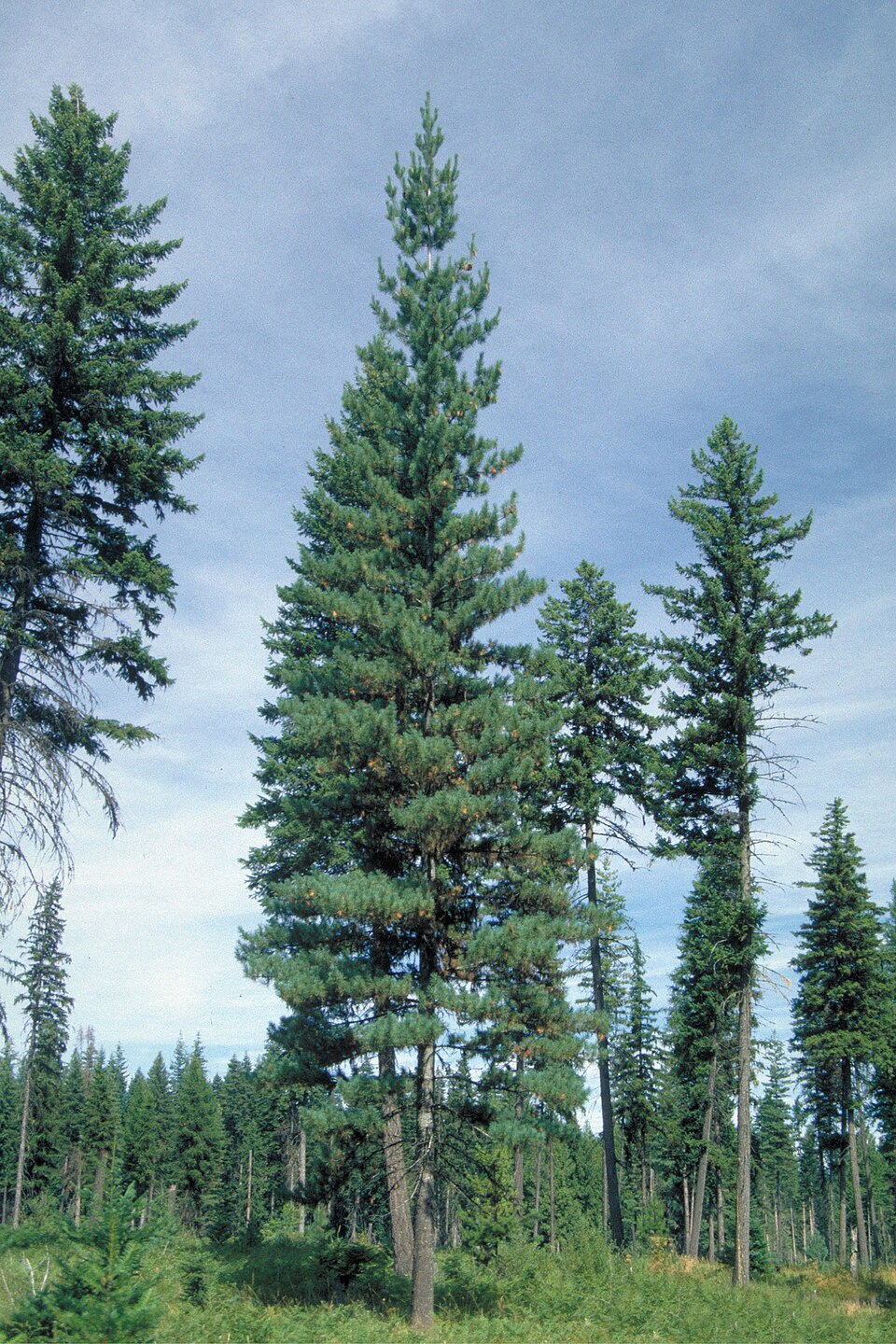 Western White Pine (Pinus monticola) - PlantNative.org Western White Pine (Pinus monticola) towering mature trees in Idaho forest with long drooping cones