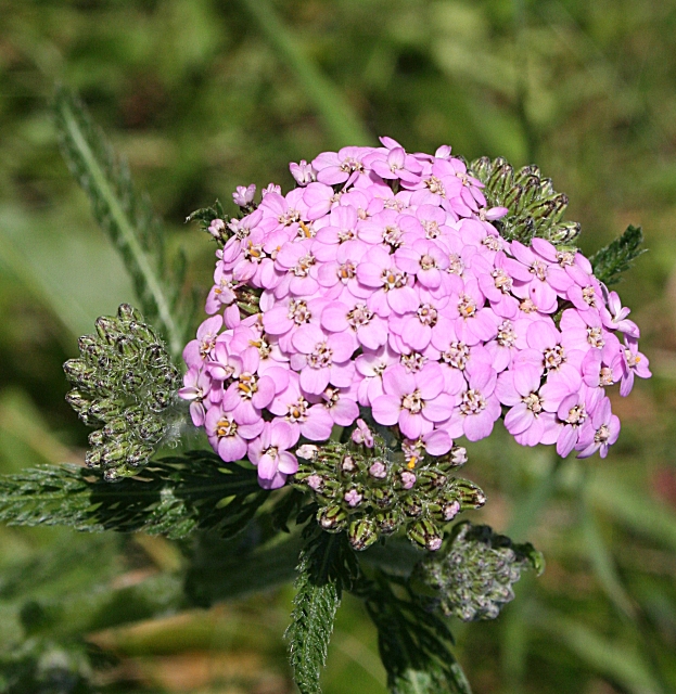 Western Yarrow (Achillea millefolium) showing flat-topped clusters of small white flowers above feathery aromatic foliage