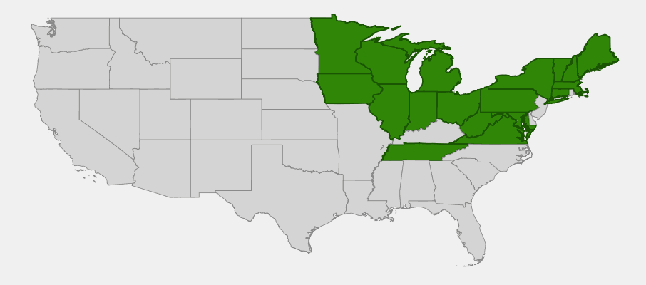 Native range map of White Cedar (Thuja occidentalis) showing distribution across northeastern and Great Lakes US