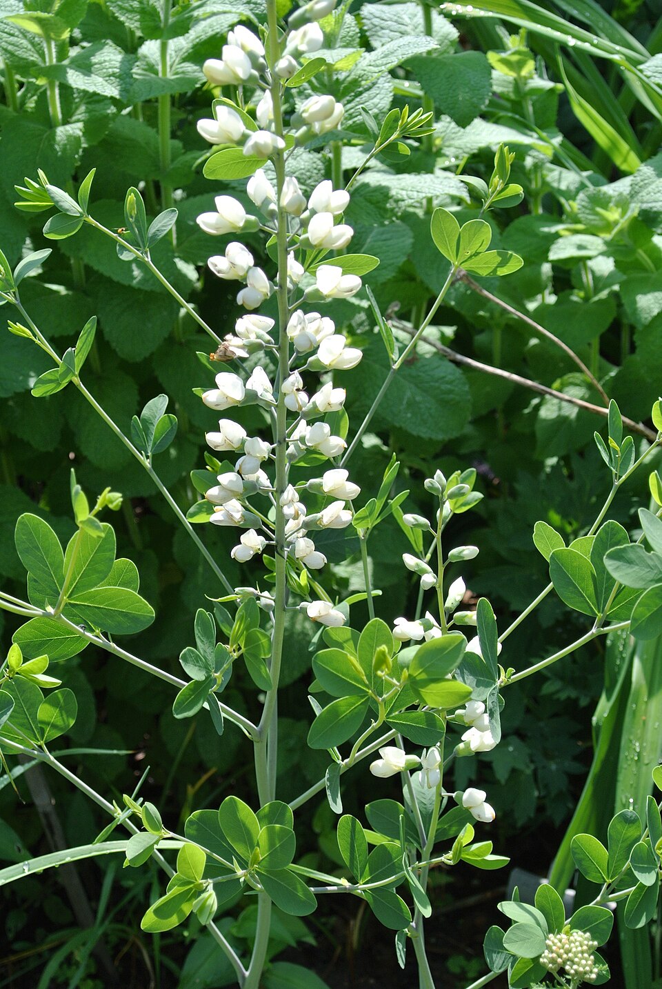 White False Indigo (Baptisia lactea) showing tall white flower spikes rising above the blue-green foliage