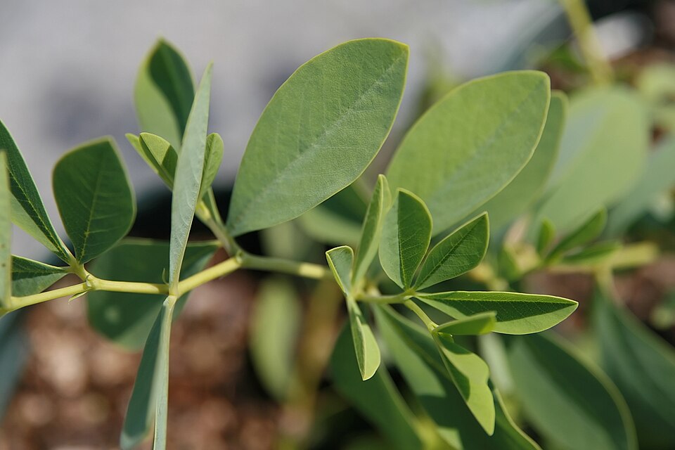 White False Indigo (Baptisia lactea) close-up showing individual pea-like white flowers along the raceme