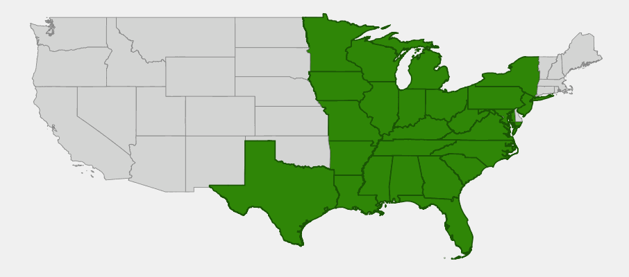 Native range map of White False Indigo (Baptisia lactea) showing distribution across the eastern United States