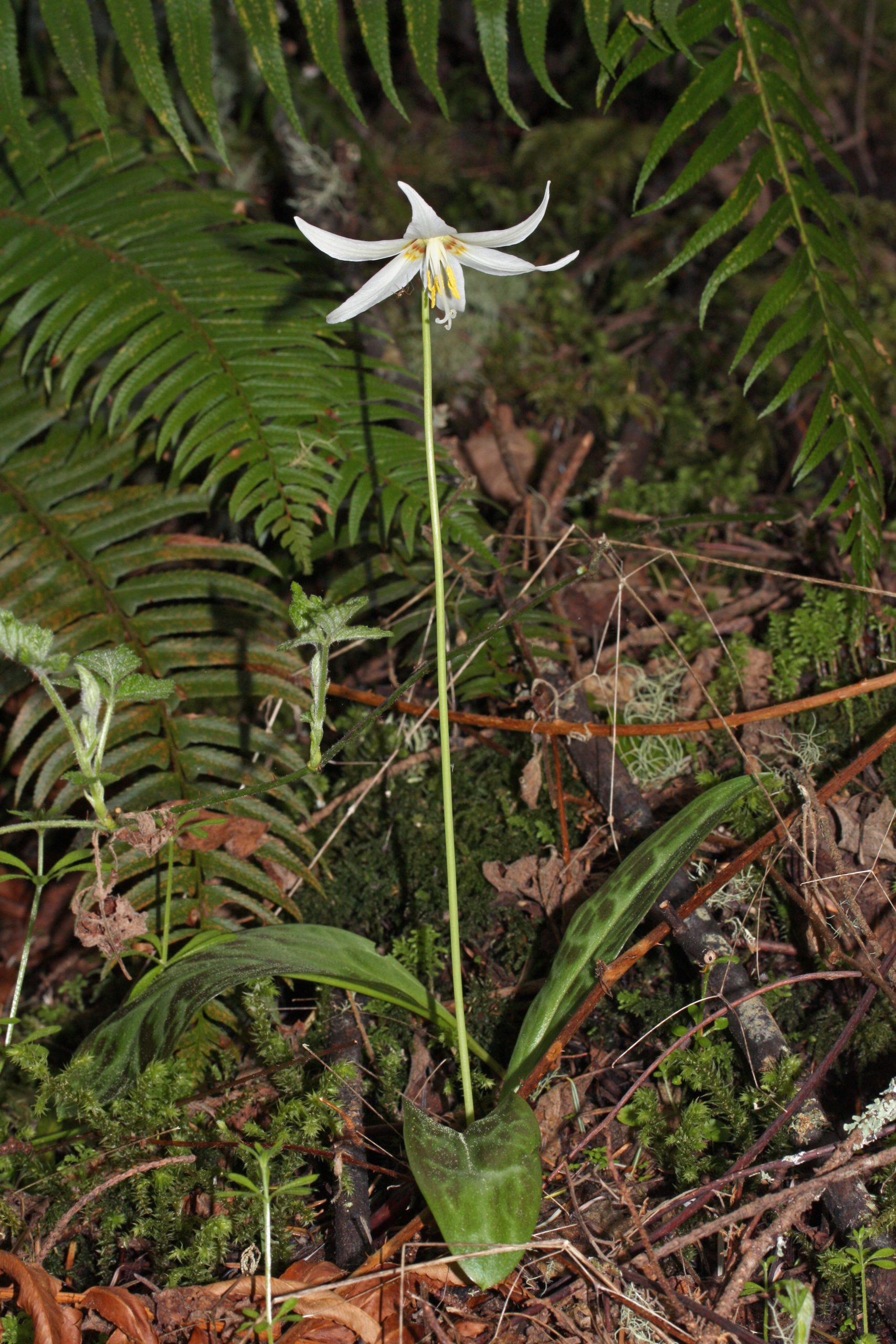 White Fawn Lily (Erythronium oregonum)