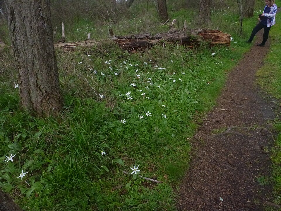 White Fawn Lily (Erythronium oregonum) white nodding flowers in natural habitat