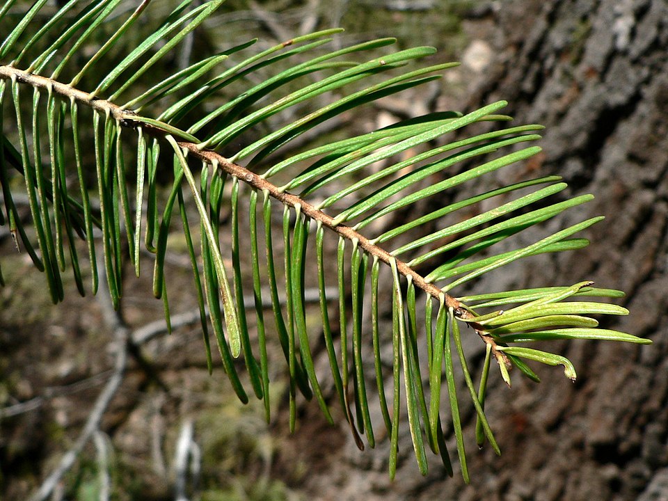 White Fir (Abies concolor) - PlantNative.org White Fir (Abies concolor) close-up of foliage showing flat, bluish needles arranged in two rows