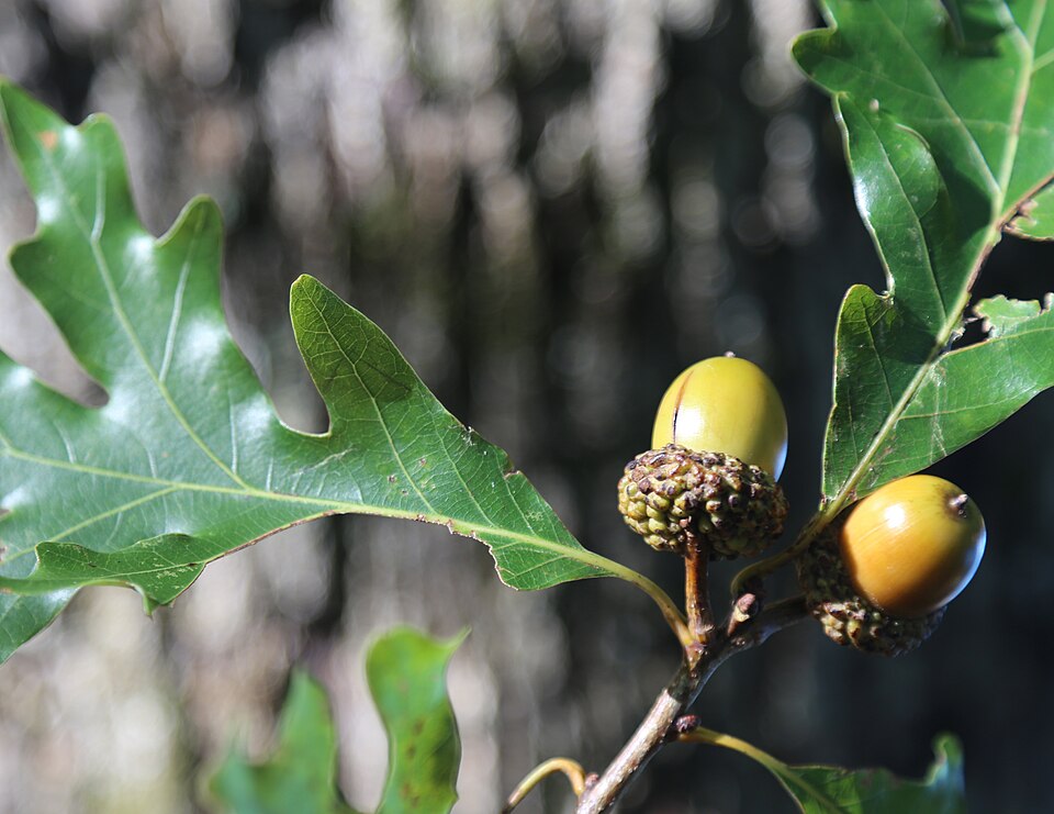 White Oak (Quercus alba) branch showing characteristic acorns and rounded-lobe leaves