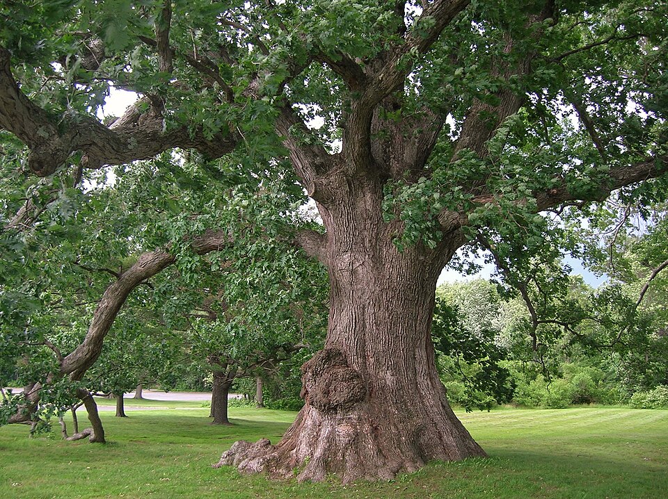 White Oak (Quercus alba) magnificent mature tree with broad spreading crown and massive trunk