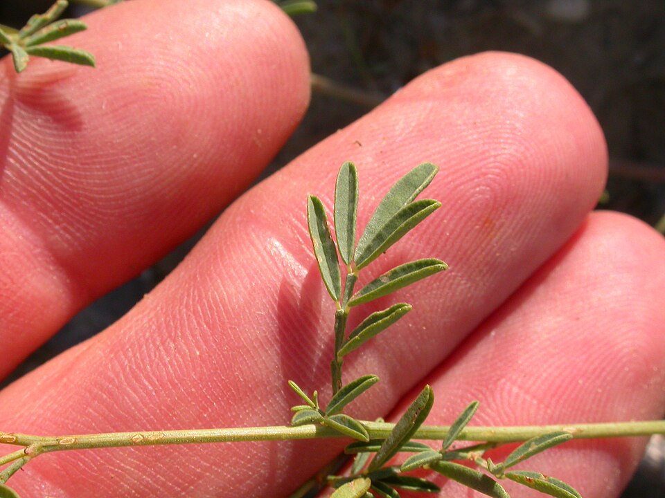 White Prairie Clover (Dalea candida, syn. Petalostemum candidum) showing characteristic dense white cylindrical flower spikes and compound leaves