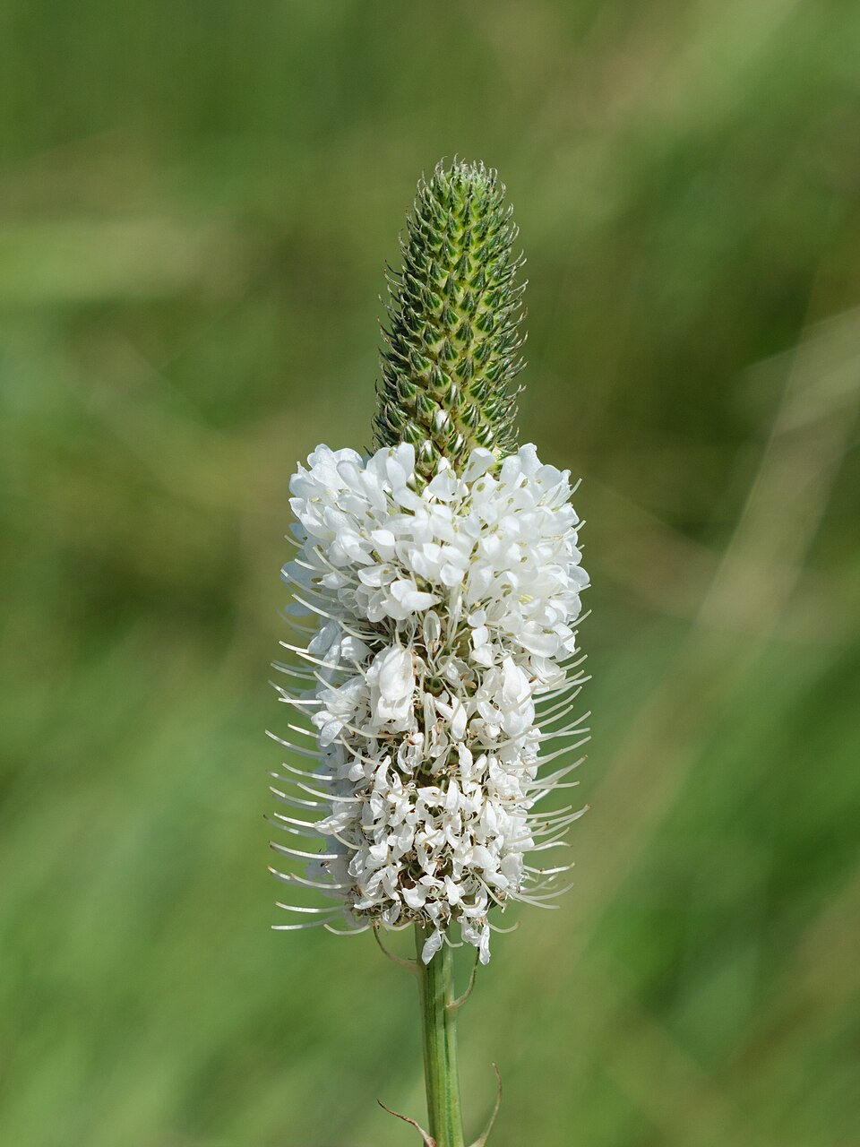 White Prairie Clover (Dalea candida) showing the finely divided compound leaves and flower spike detail
