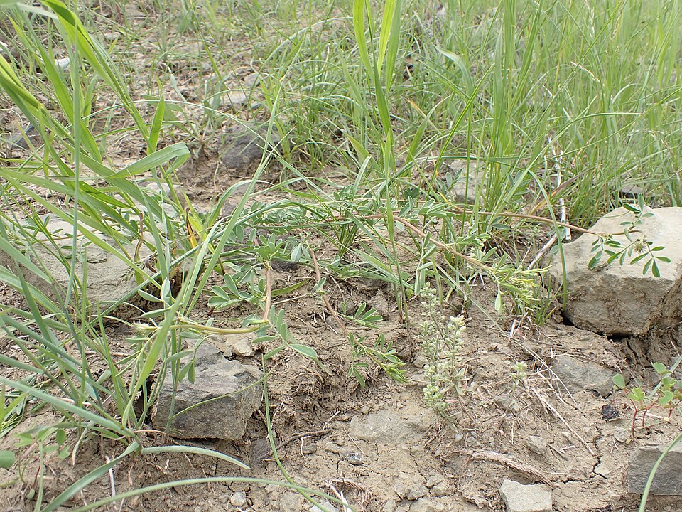 White Prairie Clover (Dalea candida) in natural prairie setting showing growth habit and flowering