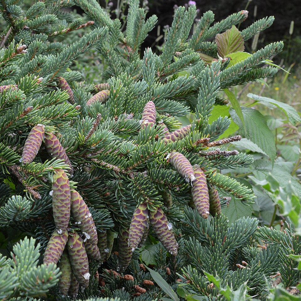 White Spruce (Picea glauca) growing naturally in coastal Newfoundland habitat with rocky shoreline