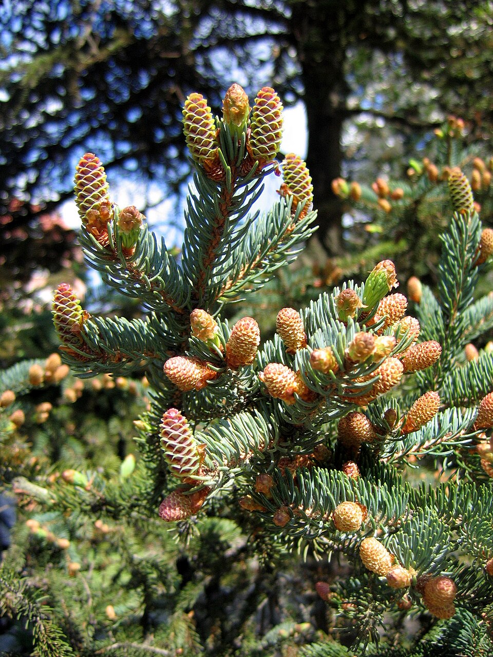 White Spruce (Picea glauca) tall evergreen conifer with dense, conical crown in northern forest