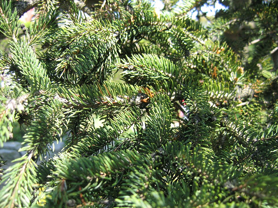 White Spruce (Picea glauca) close-up of needles and small hanging cones