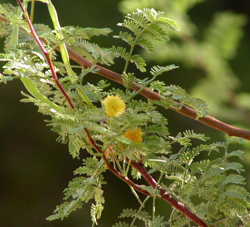 Whitethorn Acacia (Acacia constricta) - PlantNative.org Whitethorn Acacia (Acacia constricta) branch showing characteristic white thorns and bipinnate foliage
