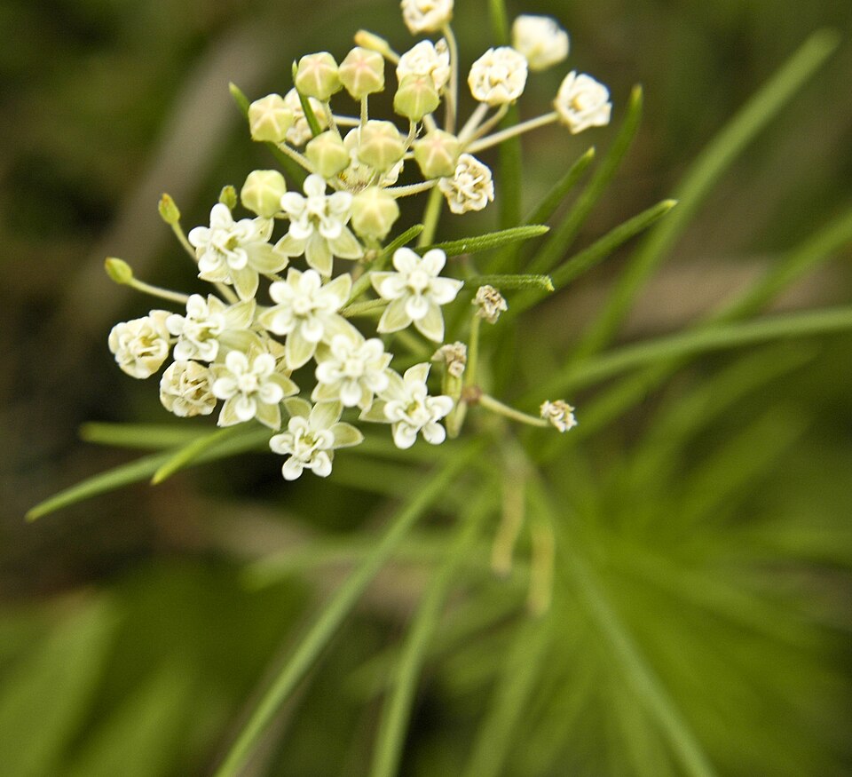 Whorled Milkweed (Asclepias verticillata)