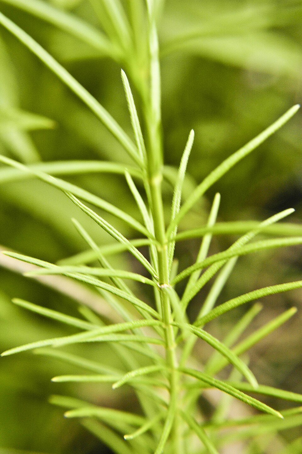 Whorled Milkweed (Asclepias verticillata) detail