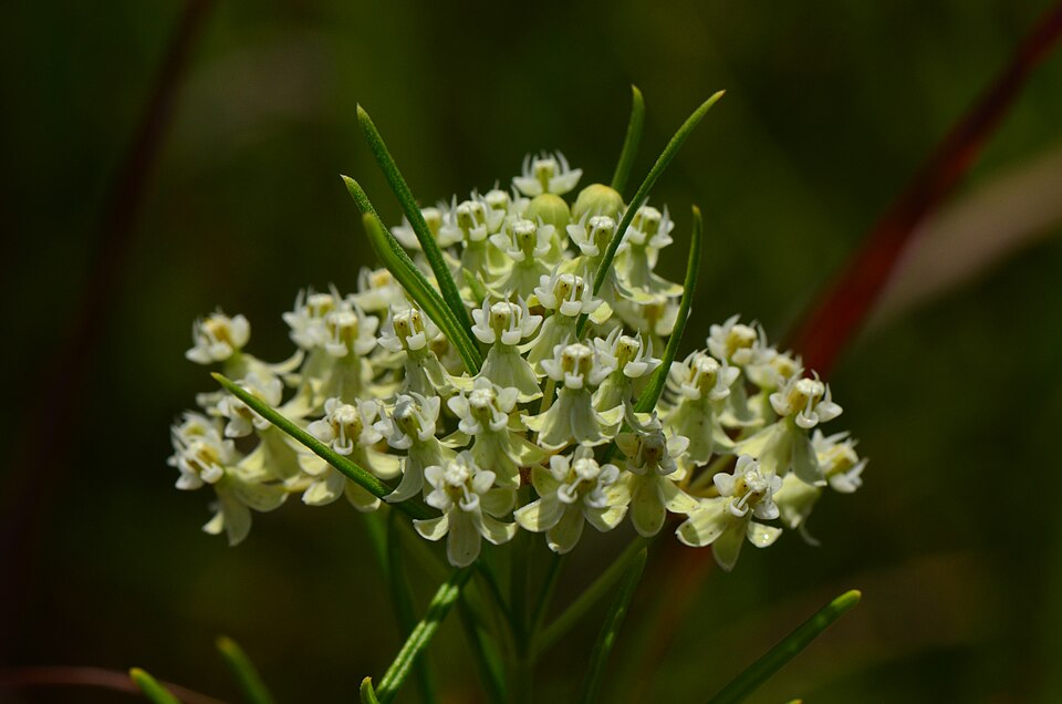 Whorled Milkweed (Asclepias verticillata) in landscape