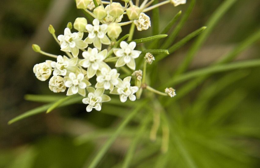 whorled milkweed flowers