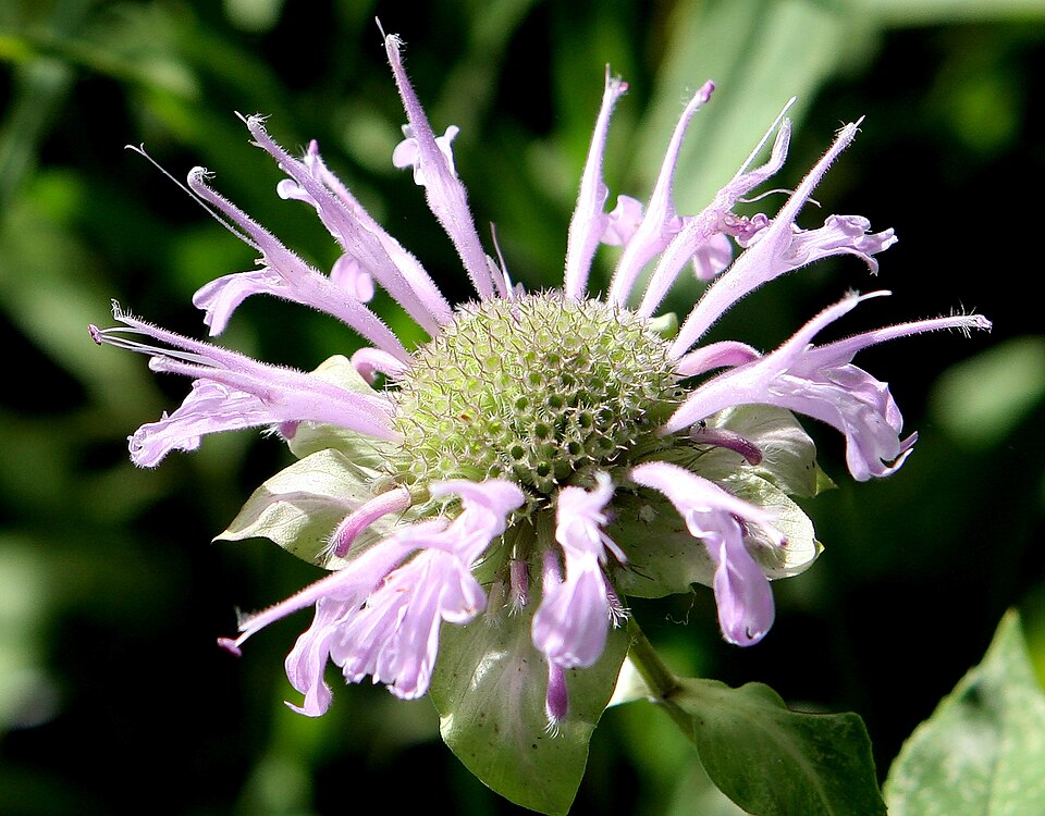 Wild Bergamot (Monarda fistulosa) - PlantNative.org Wild Bergamot (Monarda fistulosa) displaying characteristic lavender-purple flower heads in prairie setting with square stems and opposite leaves