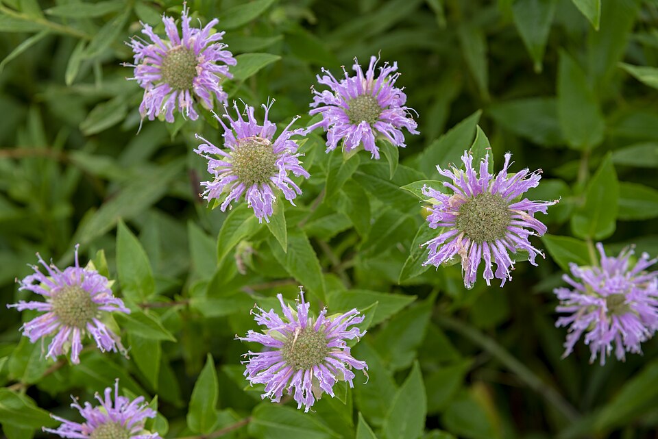 Wild Bergamot (Monarda fistulosa) - PlantNative.org Wild Bergamot (Monarda fistulosa) in naturalized setting at Scioto Audubon Metro Park showing typical summer bloom display
