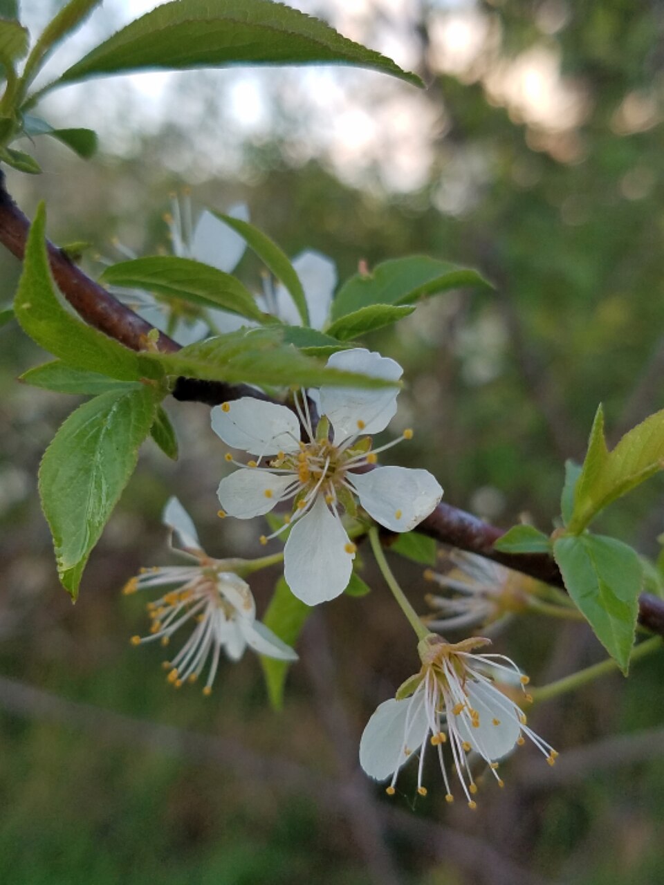 Wild Plum (Prunus americana) white flowers in spring bloom
