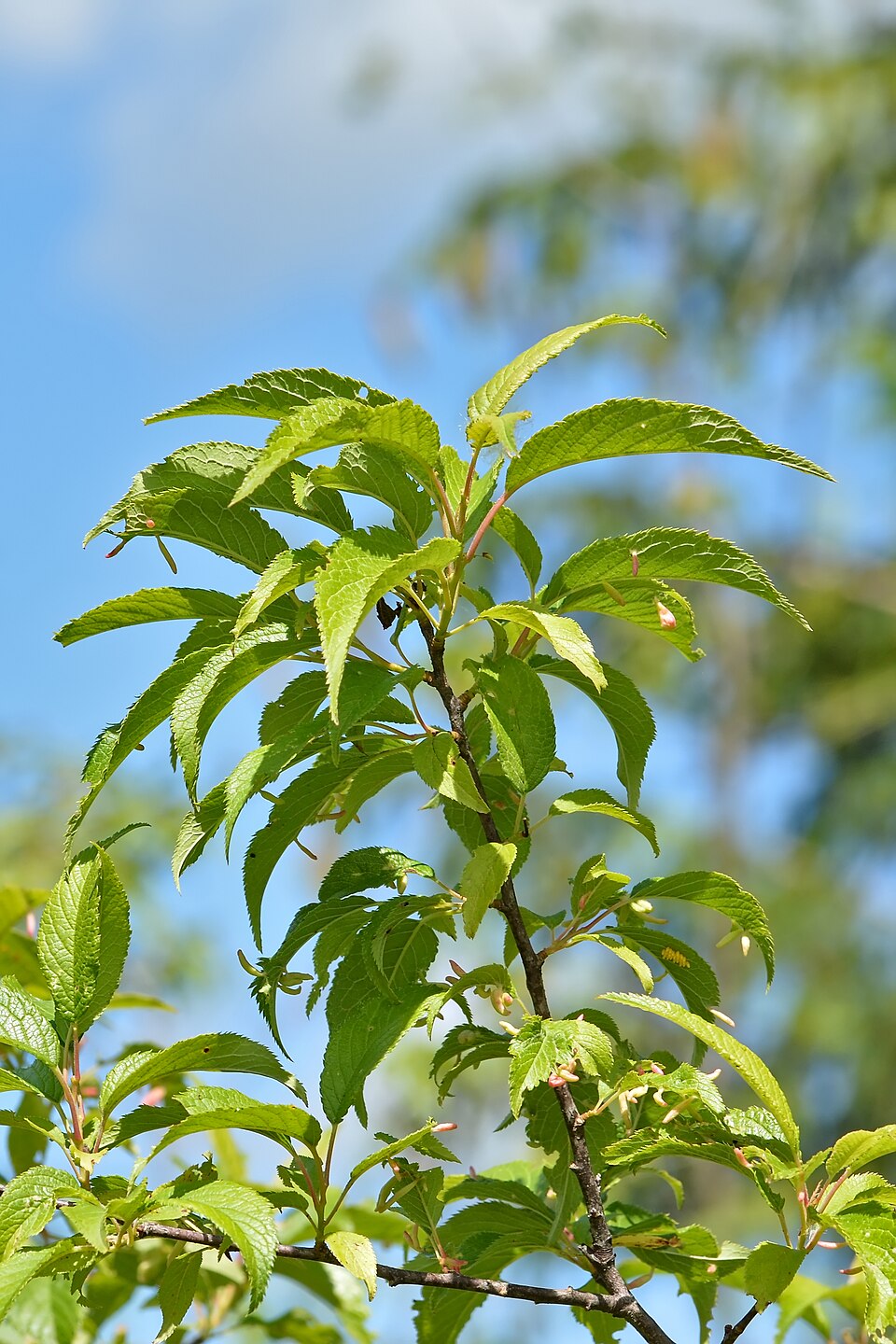 Wild Plum (Prunus americana) showing ripe red and yellow fruit on branch