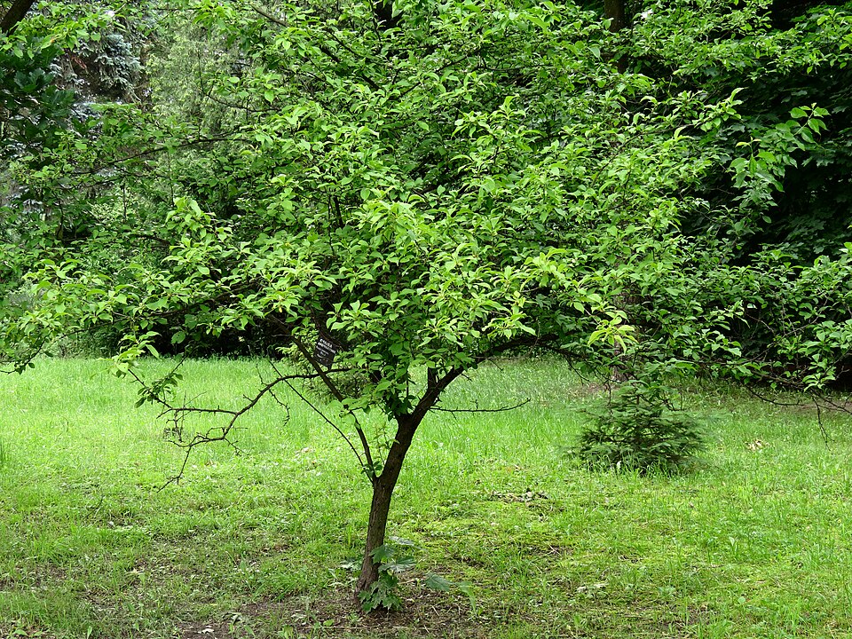 Wild Plum (Prunus americana) showing typical tree form and branching structure