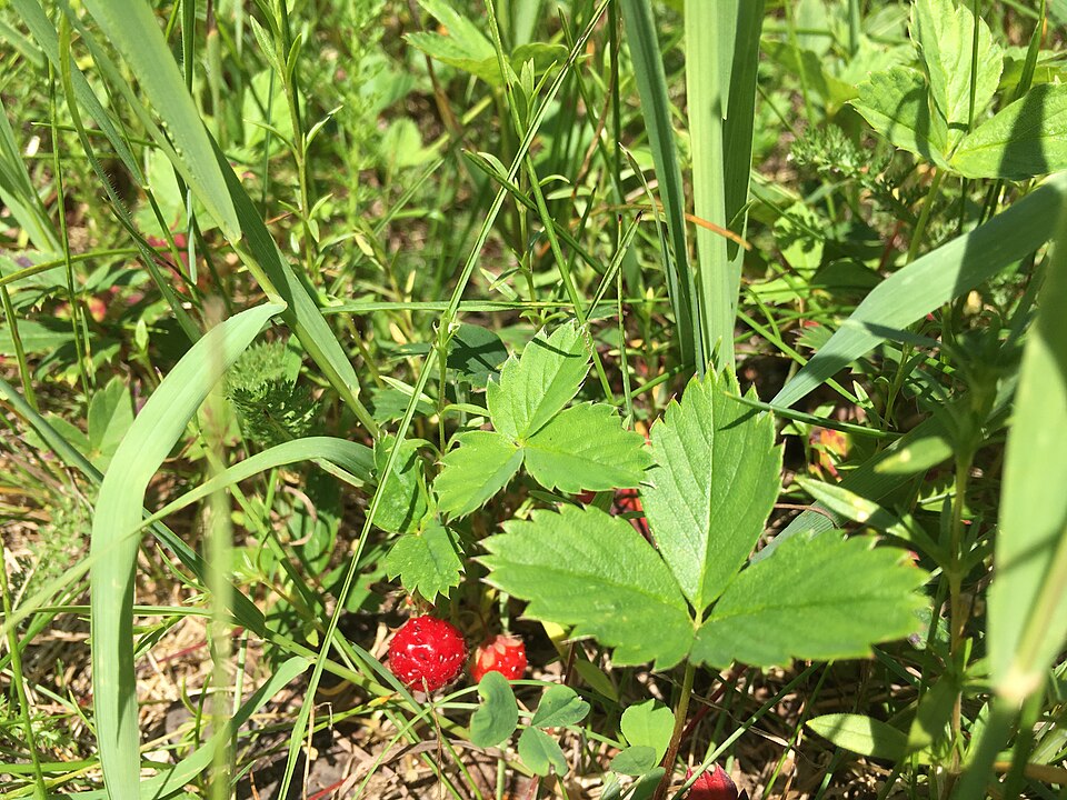 Wild Strawberry (Fragaria virginiana) showing characteristic three-leaflet leaves, white flowers, and red berries