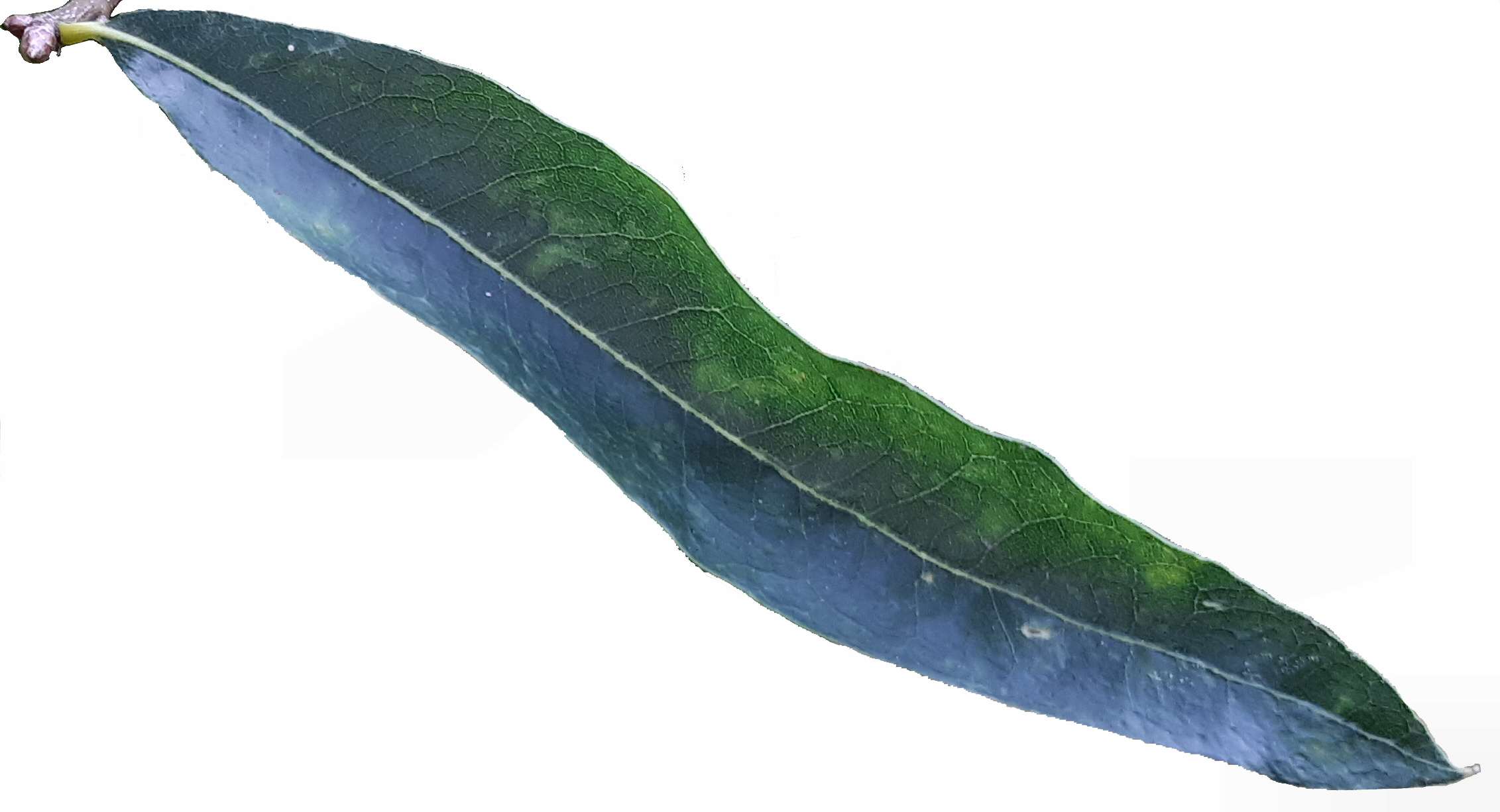 Willow Oak (Quercus phellos) leaves showing narrow, willow-like shape