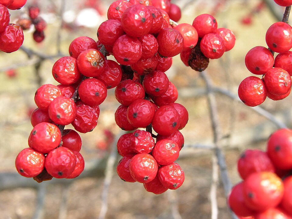 Winterberry Holly (Ilex verticillata) - PlantNative.org Winterberry Holly (Ilex verticillata) showing clusters of bright red berries on bare winter branches