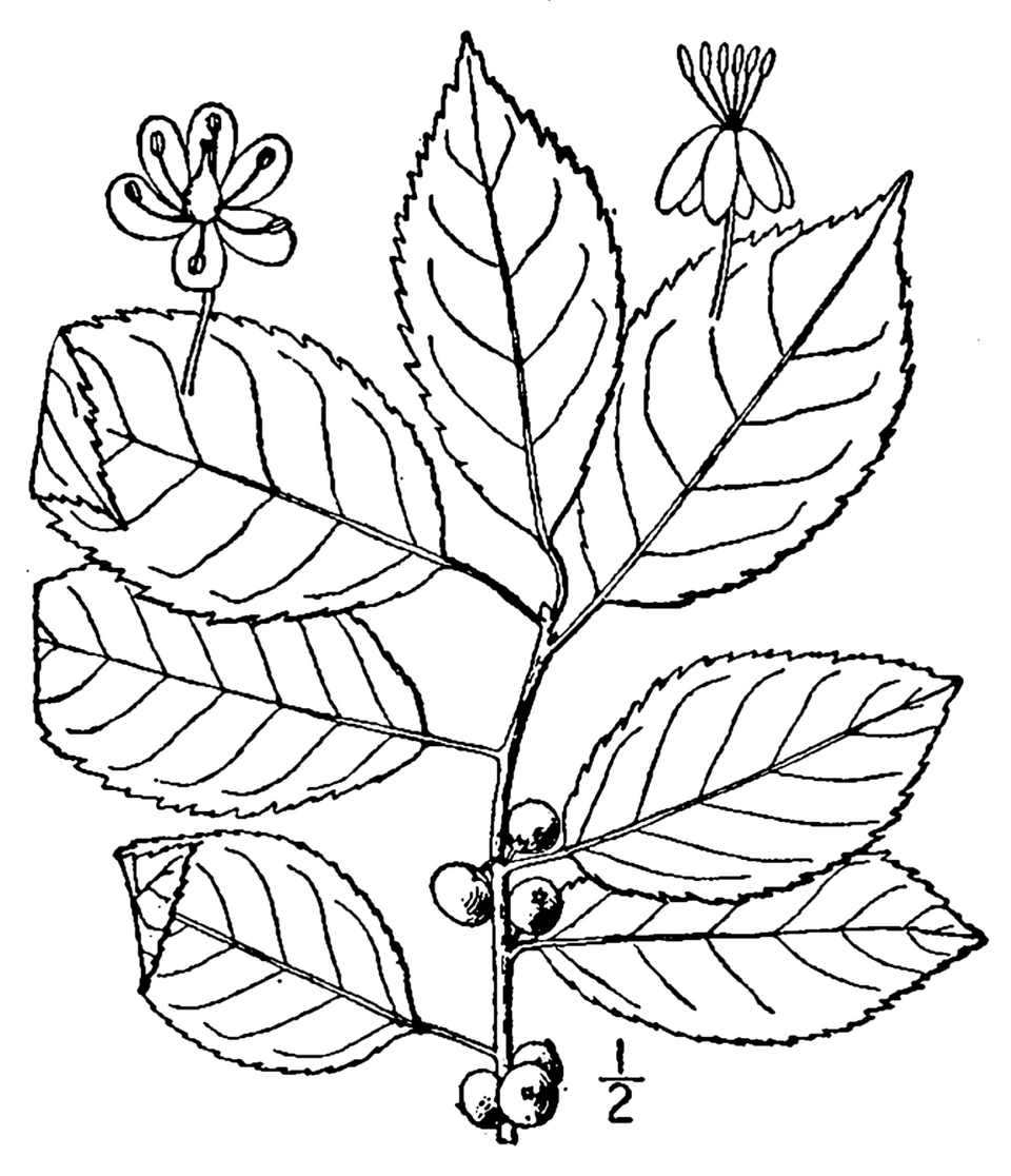 Winterberry Holly (Ilex verticillata) - PlantNative.org Botanical illustration of Winterberry Holly (Ilex verticillata) showing leaves, flowers, and berries