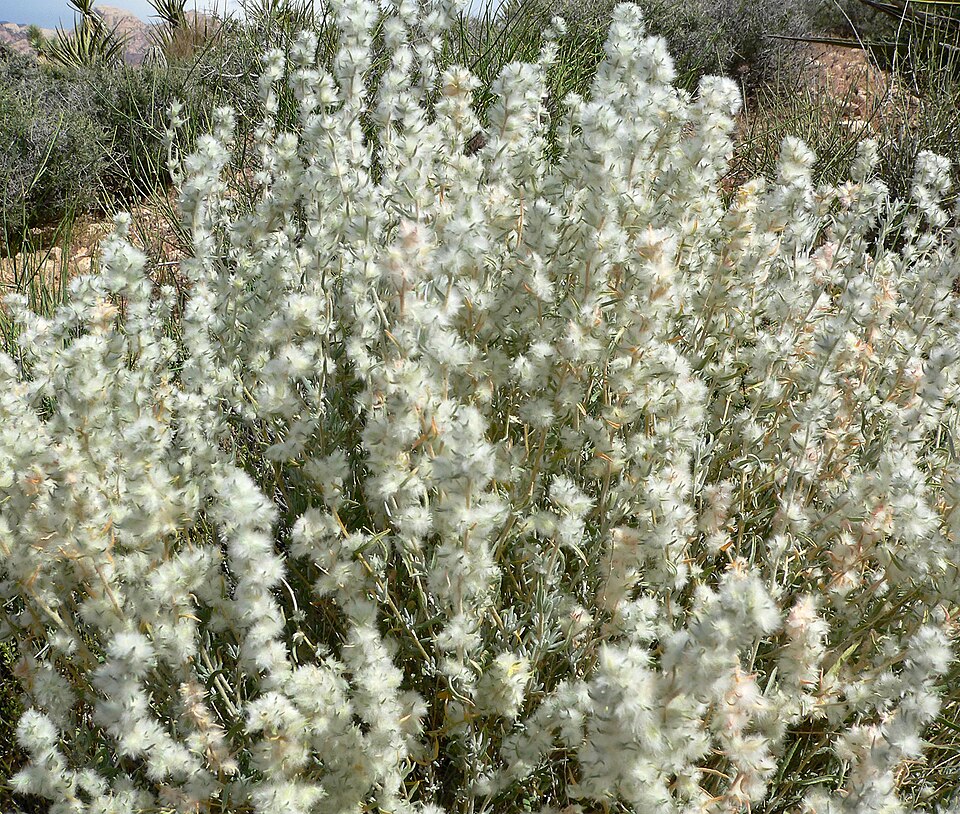 Winterfat (Krascheninnikovia lanata) close-up showing silvery woolly leaf texture and developing seed heads