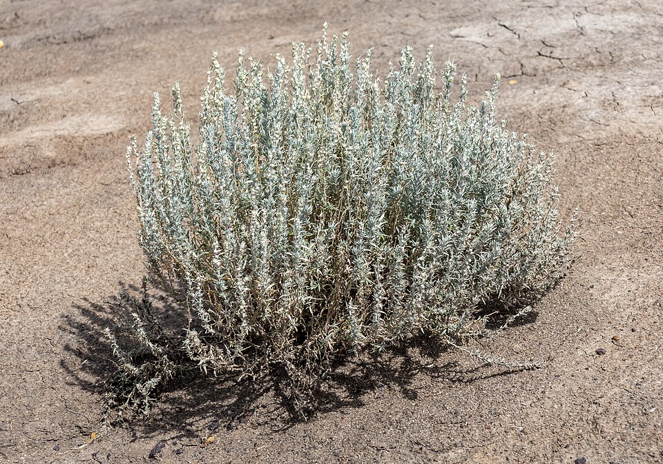 Winterfat (Krascheninnikovia lanata) showing distinctive woolly white seed heads that persist through winter