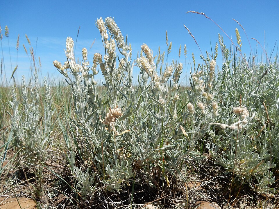 Winterfat (Krascheninnikovia lanata) dense mounded shrub growing in arid grassland with characteristic woolly appearance